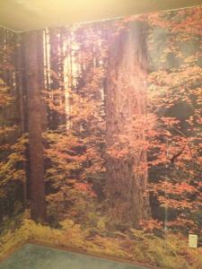 The forest wallpaper